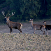 Od dnes fotím opäť inú ligu....