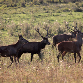 4 jelene jednou ranou :D