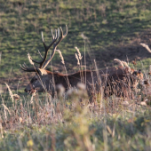 posledné chvíle ruje :)