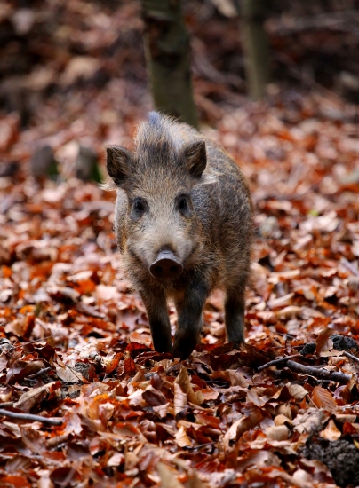 ťažký život farmára :D