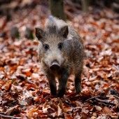 ťažký život farmára :D