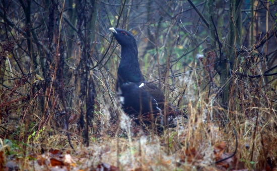 skoro ránko ma potešilo šťastíčko :)