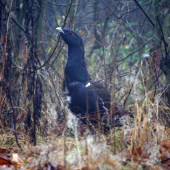skoro ránko ma potešilo šťastíčko :)