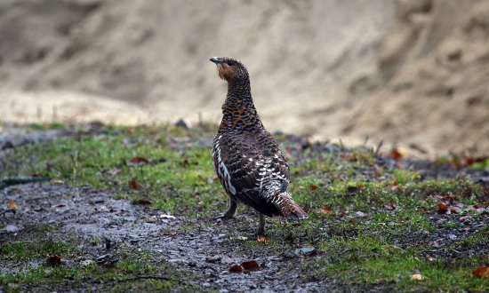 toš asi som do hovna stúpil keď sa mi tak darí :)