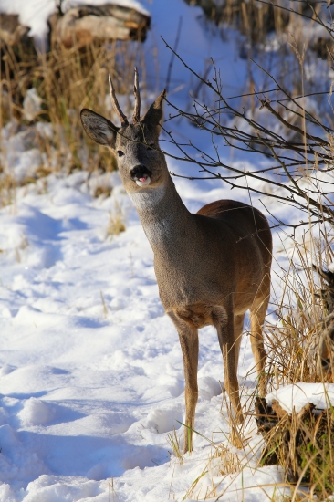 srnček parôštek :)