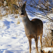 srnček parôštek :)