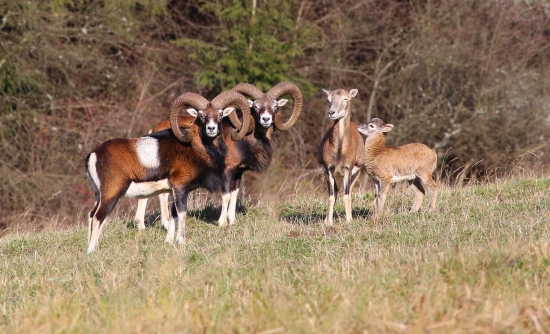 zlatý baran na kysuciach :)