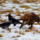 boj o vianočného kapra :D aj chvosty sa tahali :D
