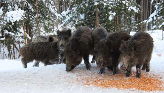 diviaky na 2 metre :)