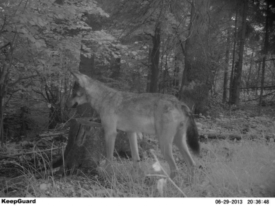 Priateľ vlk a fotopasca :)