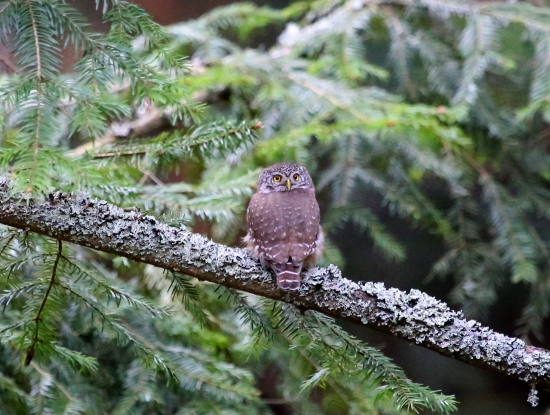 kuvičok vrabčí - lesný škriatok