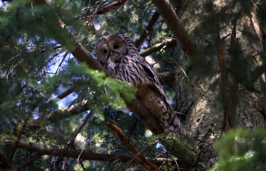 strix uralensis s úlovkom - som fotil :D