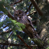strix uralensis s úlovkom - som fotil :D