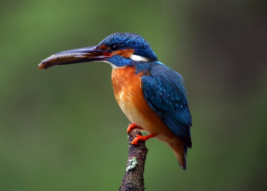 najmenší rybár :)