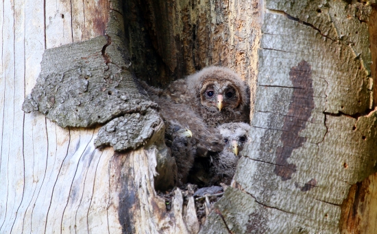 4 sovy dlhochvosté rastú ako z vody :)