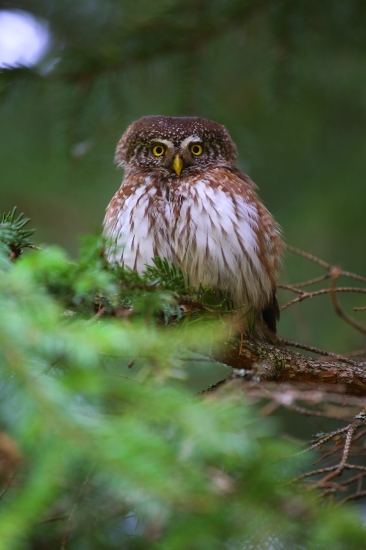 lesný škriatok na odpočinkovom strome