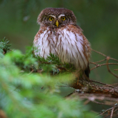 lesný škriatok na odpočinkovom strome