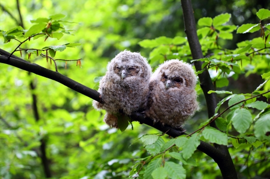 mladé sovy lesné :)