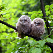 mladé sovy lesné :)