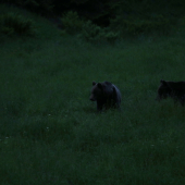 nespi diviaky prišli :D