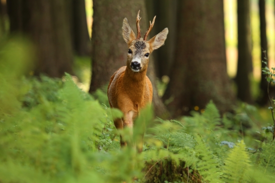 keď lesný prízrrak stretne ducha :)