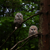 vstávaj sestra už je tma