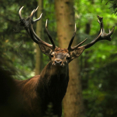 kráľ hlbokých hôr