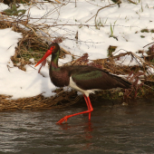 Konečne doma, konečne na love