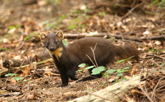 lesný čertík po boji