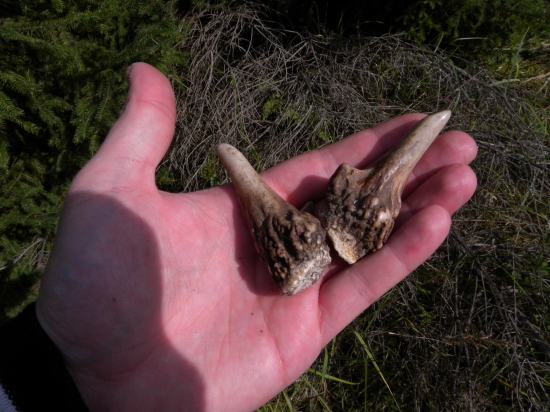 september v lese no neveril som :))) take male...