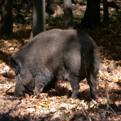 na zaludoch