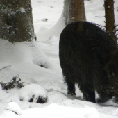 som na prechádzke :D