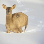 Uz aj lane na mna zmurkaju :D:D čo tiez chce?:D