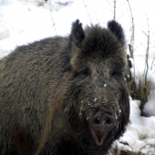 uiiiiiiiiii uiiiiiiiiiiiiiii (zmizni :D) [volný preklad ]