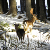 otec a syn :D:D mama bola isto neverná :D