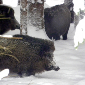 nas mnogo :D ( skoda ze bola hmla)