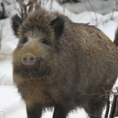 :D este aj chvost má hore :D