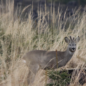 no čo kukáš už mi zas rastú:)))
