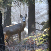 posledné lúče:))) slnka