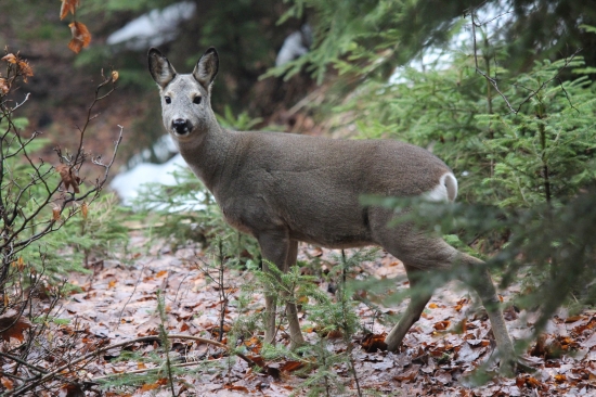 Lesná krása :) v plnom kvete:))
