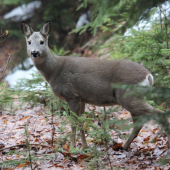 Lesná krása :) v plnom kvete:))