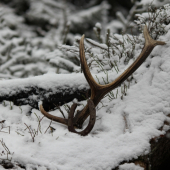 zhod + podkovicka pre štastie:D