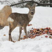 palino tie jablká sú fajnééééé :D