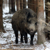 nebezpečné známosti 1 :D