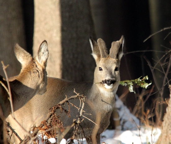 sám velký casanova :D