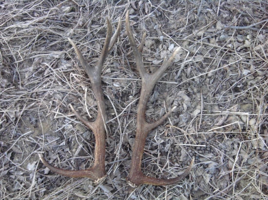 Nepravidelný Dvanástorák