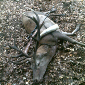 včera ráno 6:43 - privábený