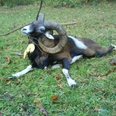 môj archív.bronzový - 7 rokov