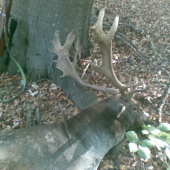 Kamarátov minuloročný