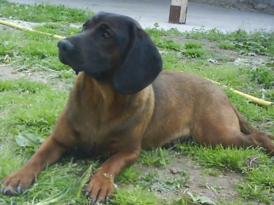 Môj Bavorský Farbiar - Bona z Močelníka